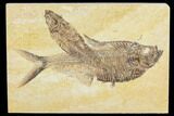 Diplomystus Fossil Fish With Knightia - Wyoming #113561-1